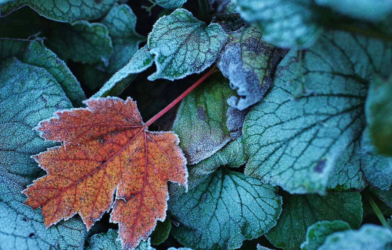 Photo wallpaper frost, autumn, leaves, nature