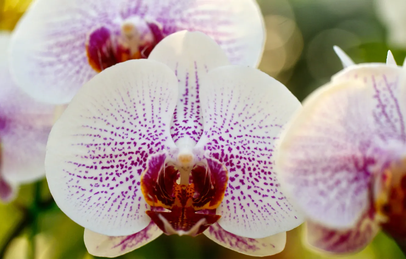Photo wallpaper white, macro, branches, Orchid, Phalaenopsis, speckled