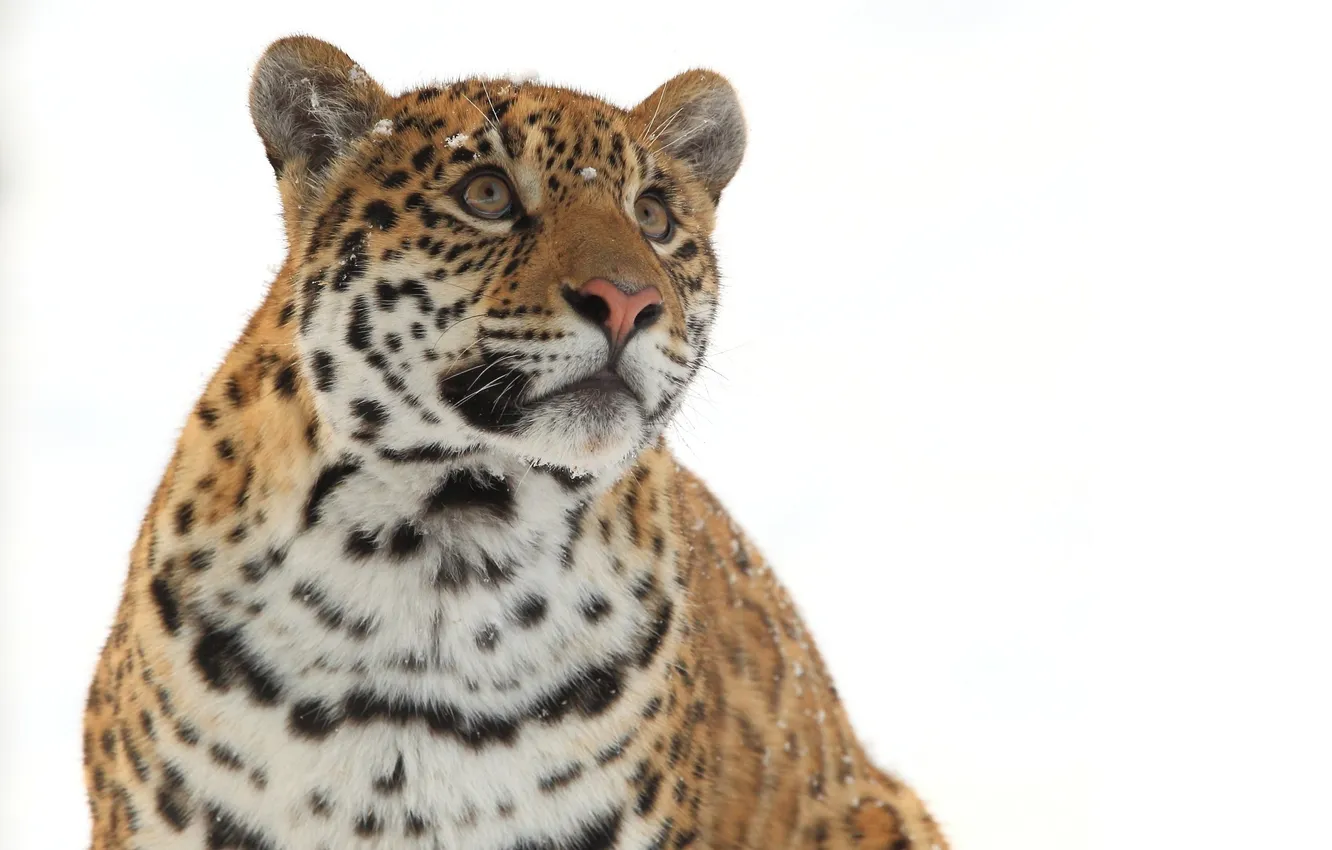 Photo wallpaper winter, face, predator, Jaguar, wild cat, look up