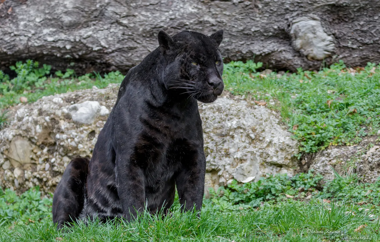 Photo wallpaper predator, Panther, Jaguar, wild cat, zoo