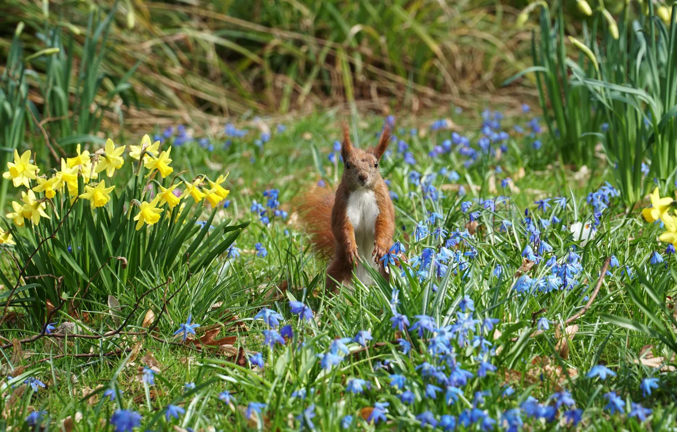 Photo wallpaper flowers, glade, garden, protein, daffodils, Scilla