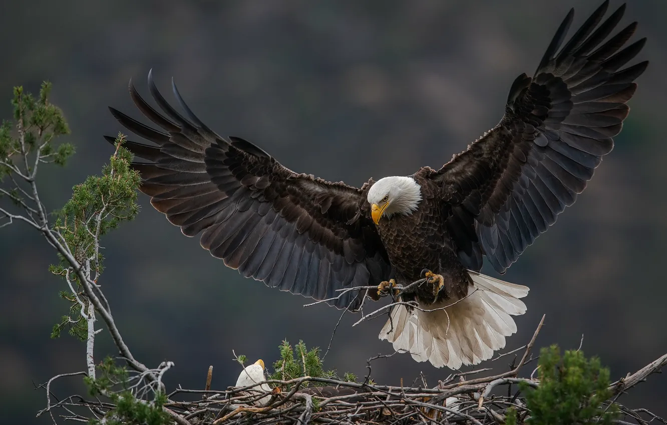 Photo wallpaper flight, branches, socket, Chicks, mother, bald eagle, Eagle, wingspan