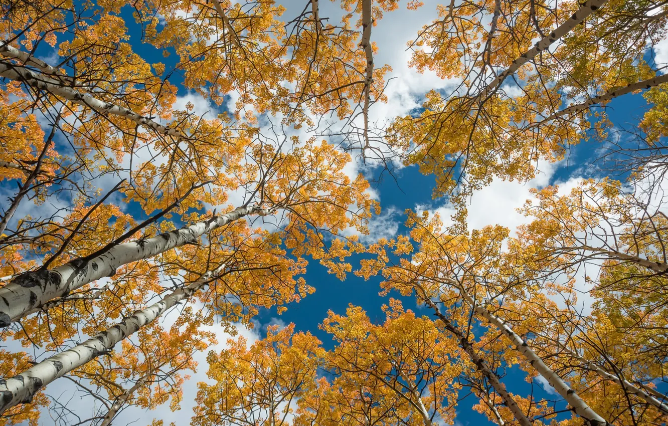 Photo wallpaper the sky, trees, birch
