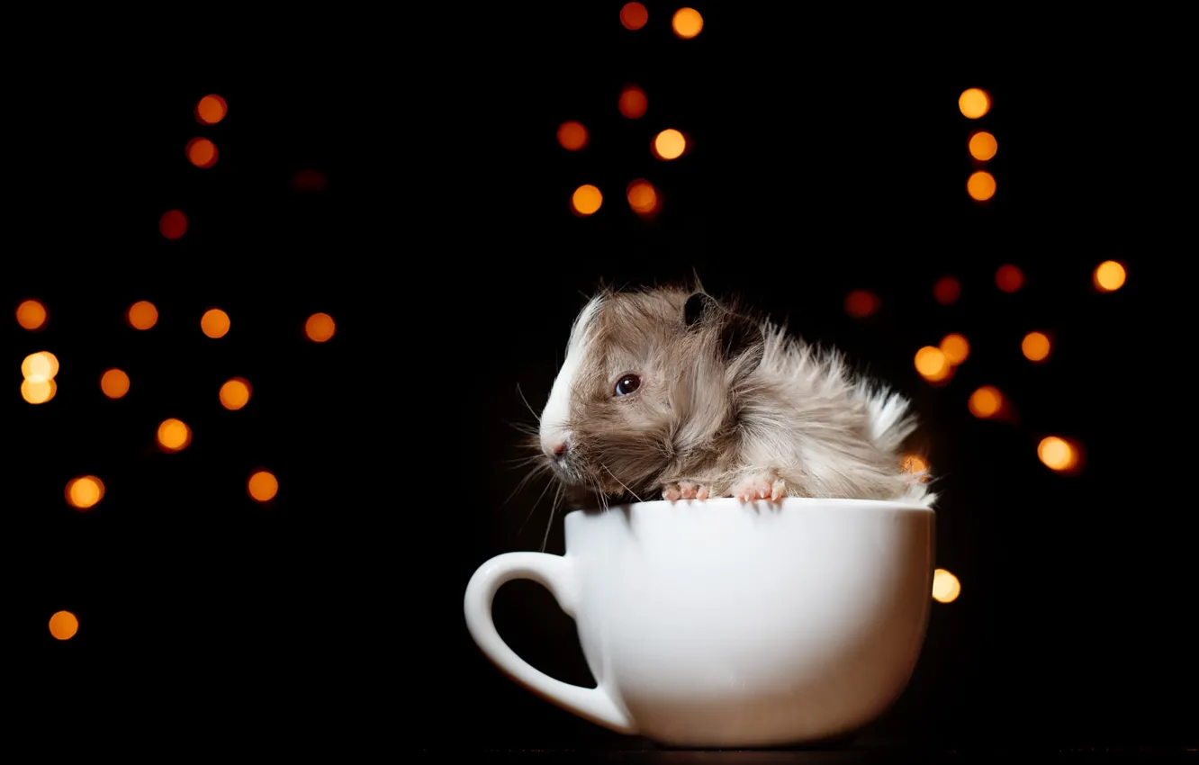 Photo wallpaper look, lights, muzzle, mug, Guinea pig, black background, garland, rodent