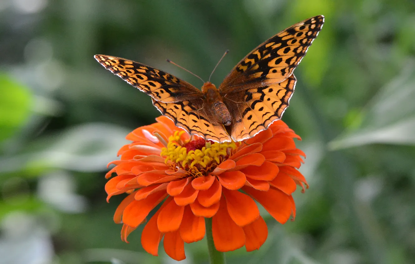 Photo wallpaper flower, butterfly, wings, insect