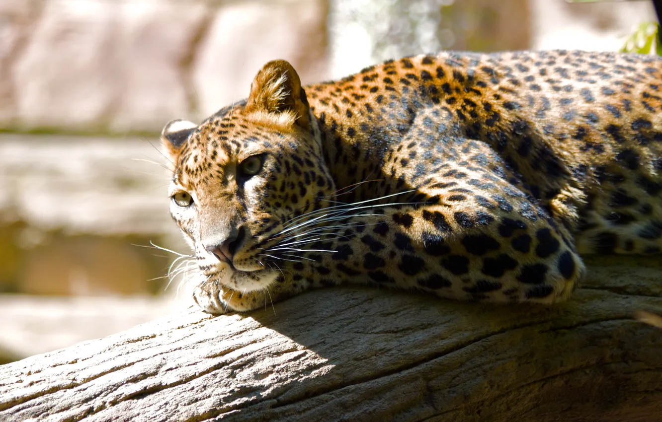 Photo wallpaper stay, leopard, zoo