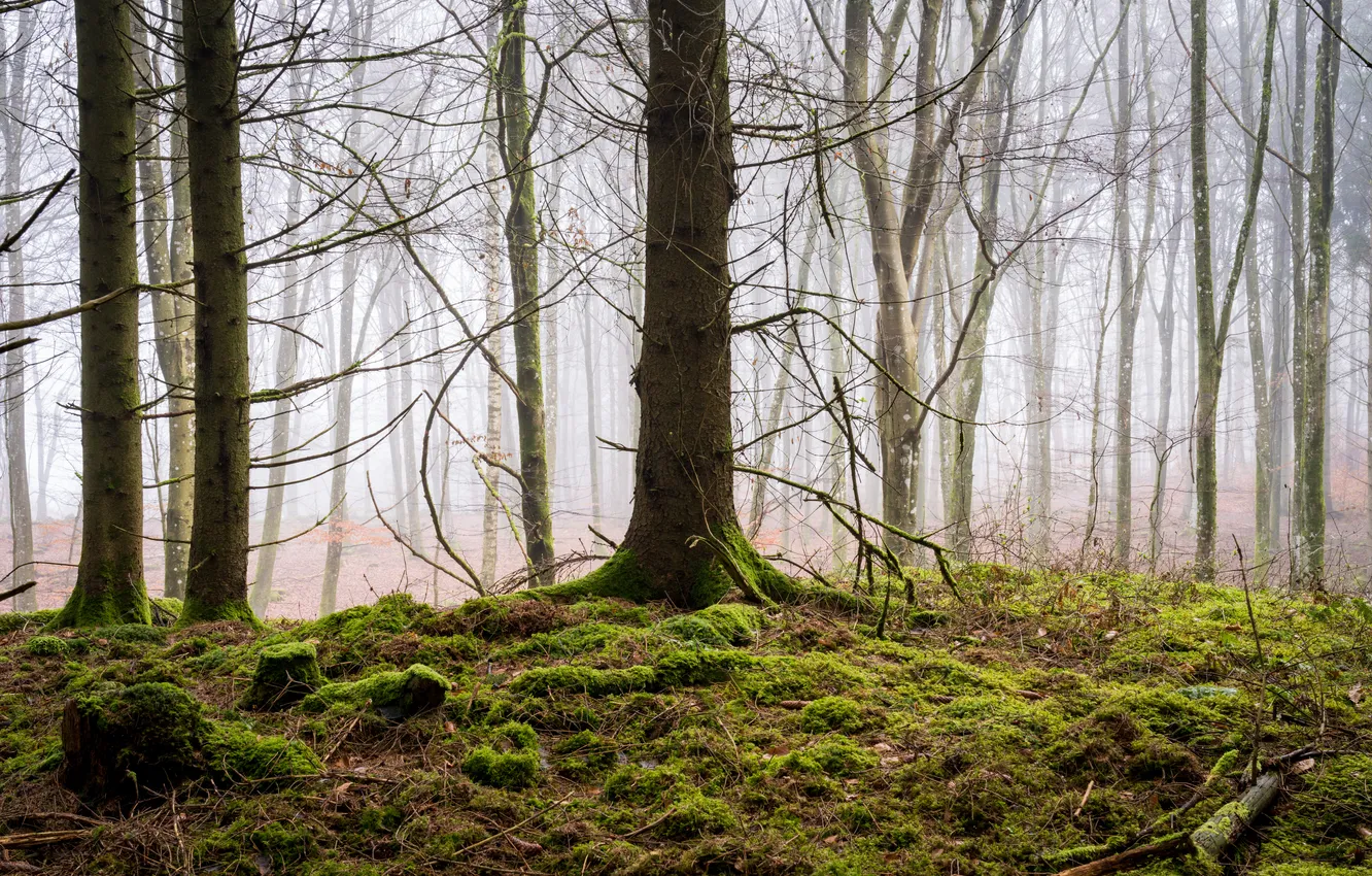 Photo wallpaper forest, trees, fog, moss