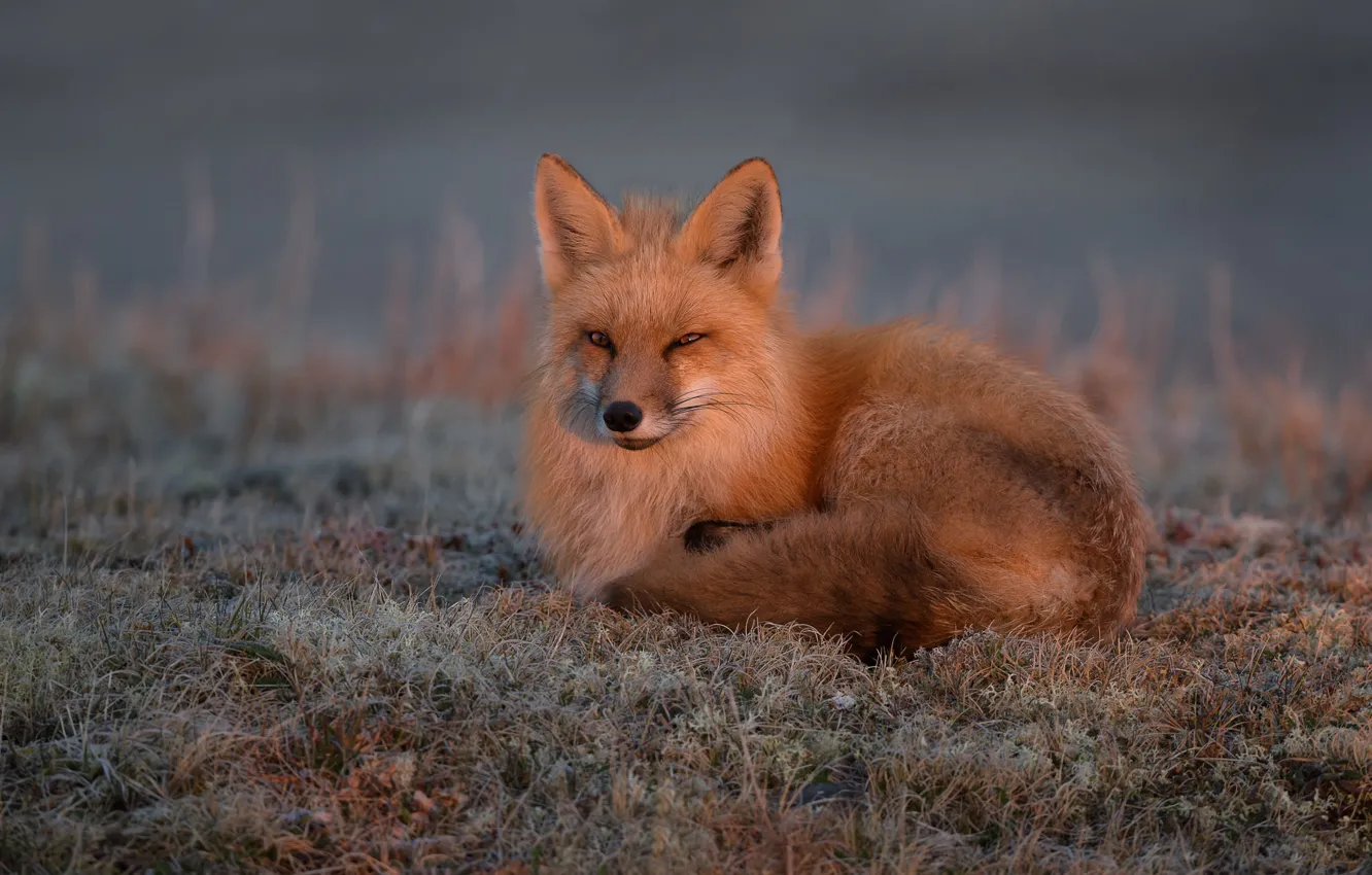 Photo wallpaper grass, Fox, red, red-haired beauty