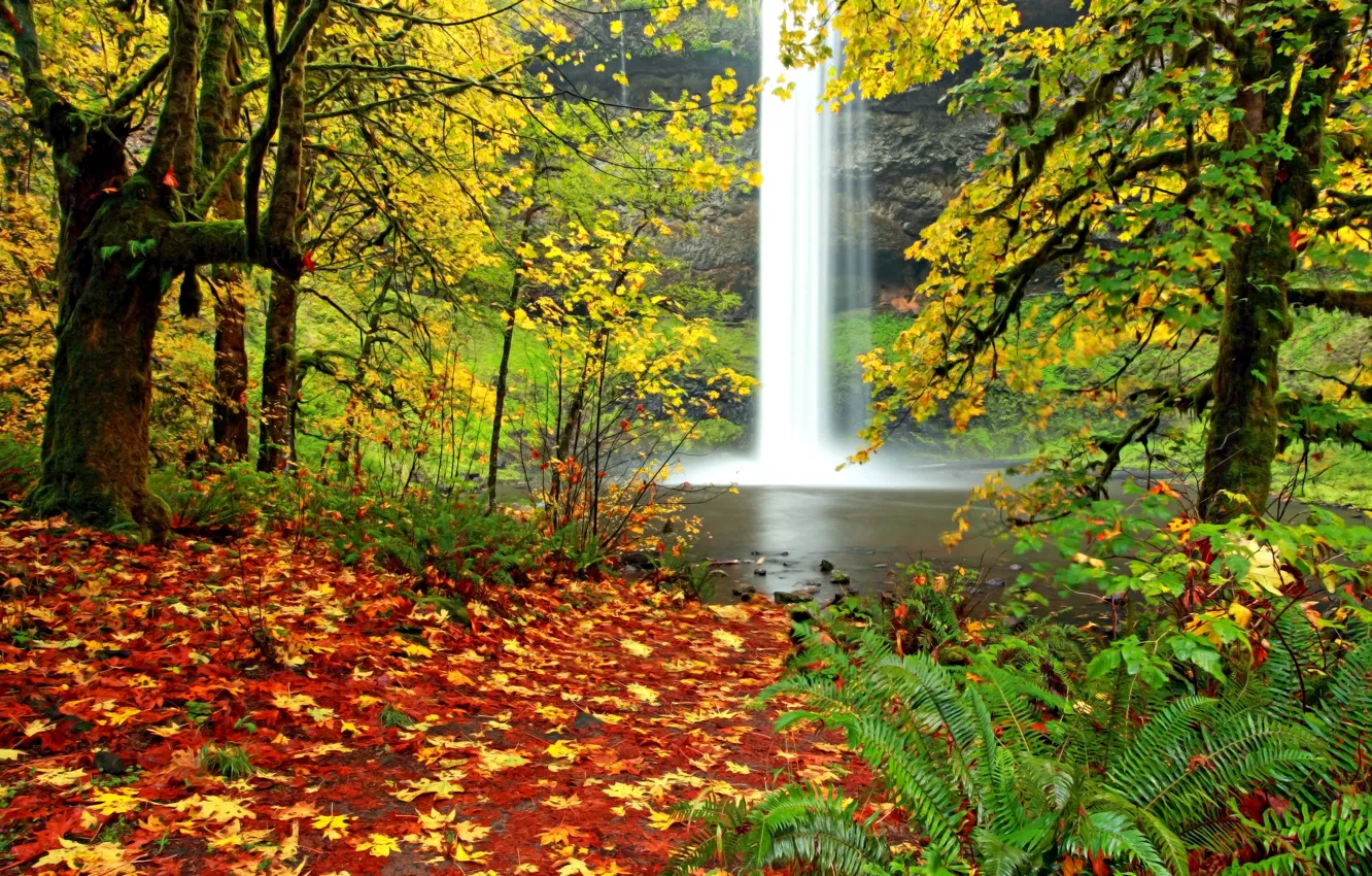 Photo wallpaper autumn, forest, leaves, landscape, nature, waterfall, falling leaves, fern