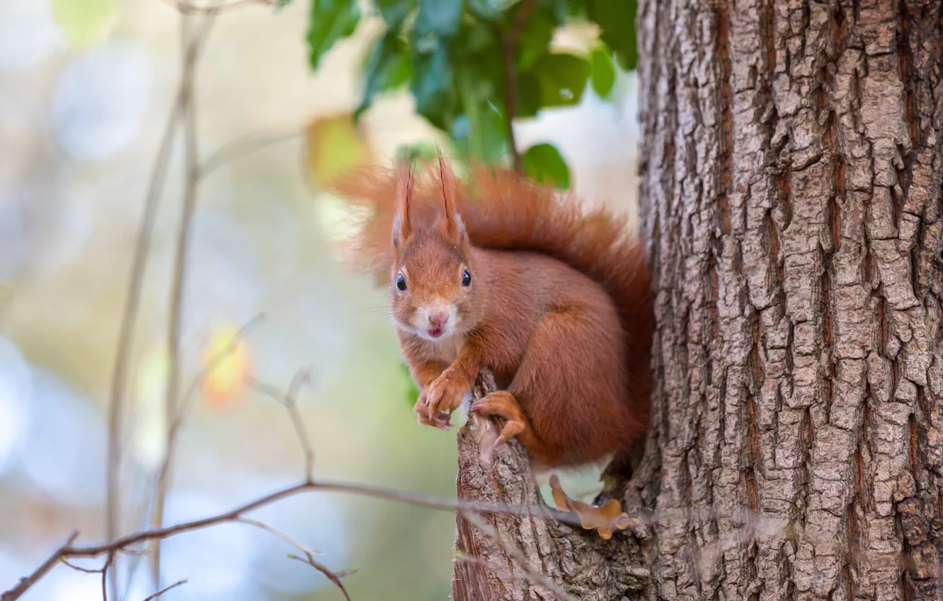 Photo wallpaper look, trees, nature, pose, protein, bark, sitting, rodent