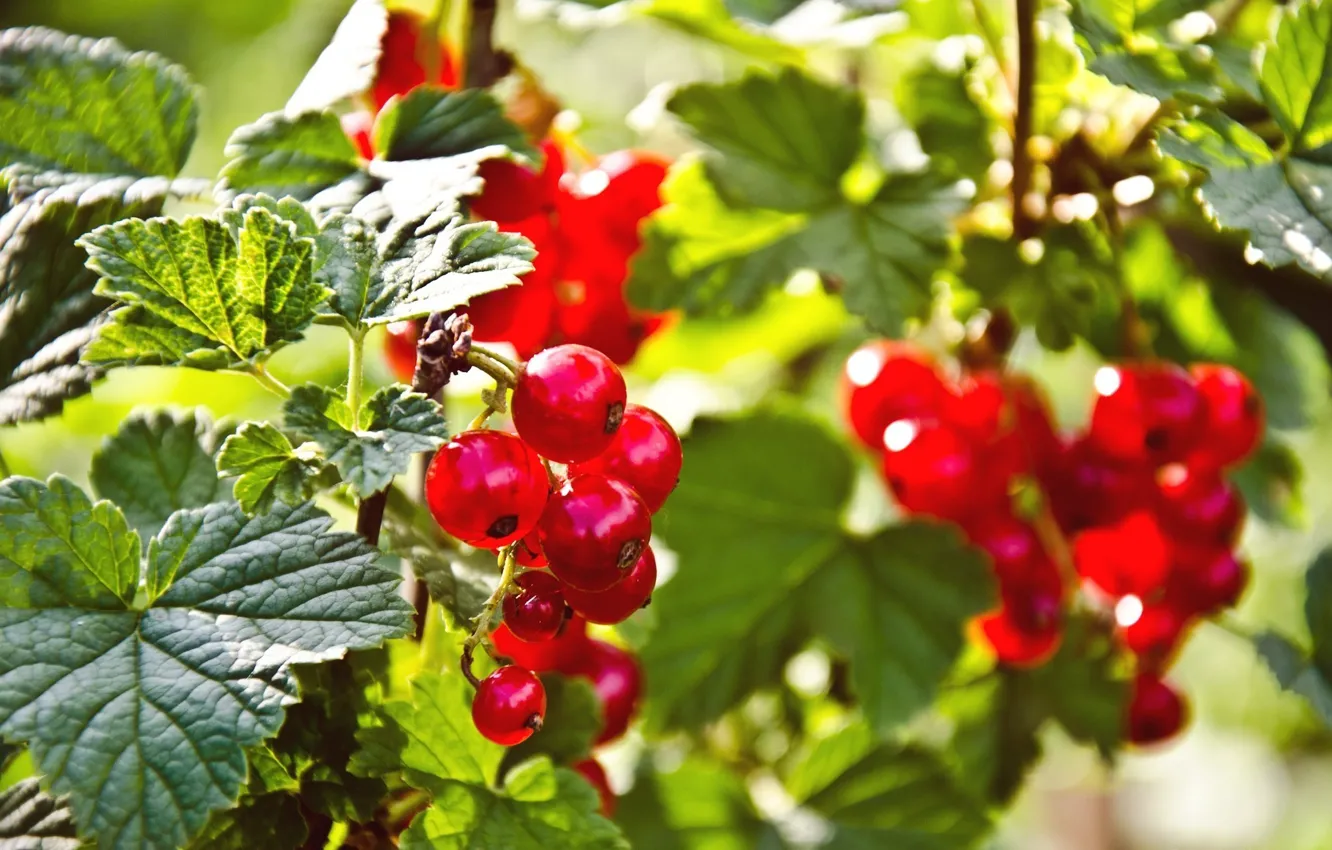 Photo wallpaper nature, berries, nature, berries, red currant, red currant