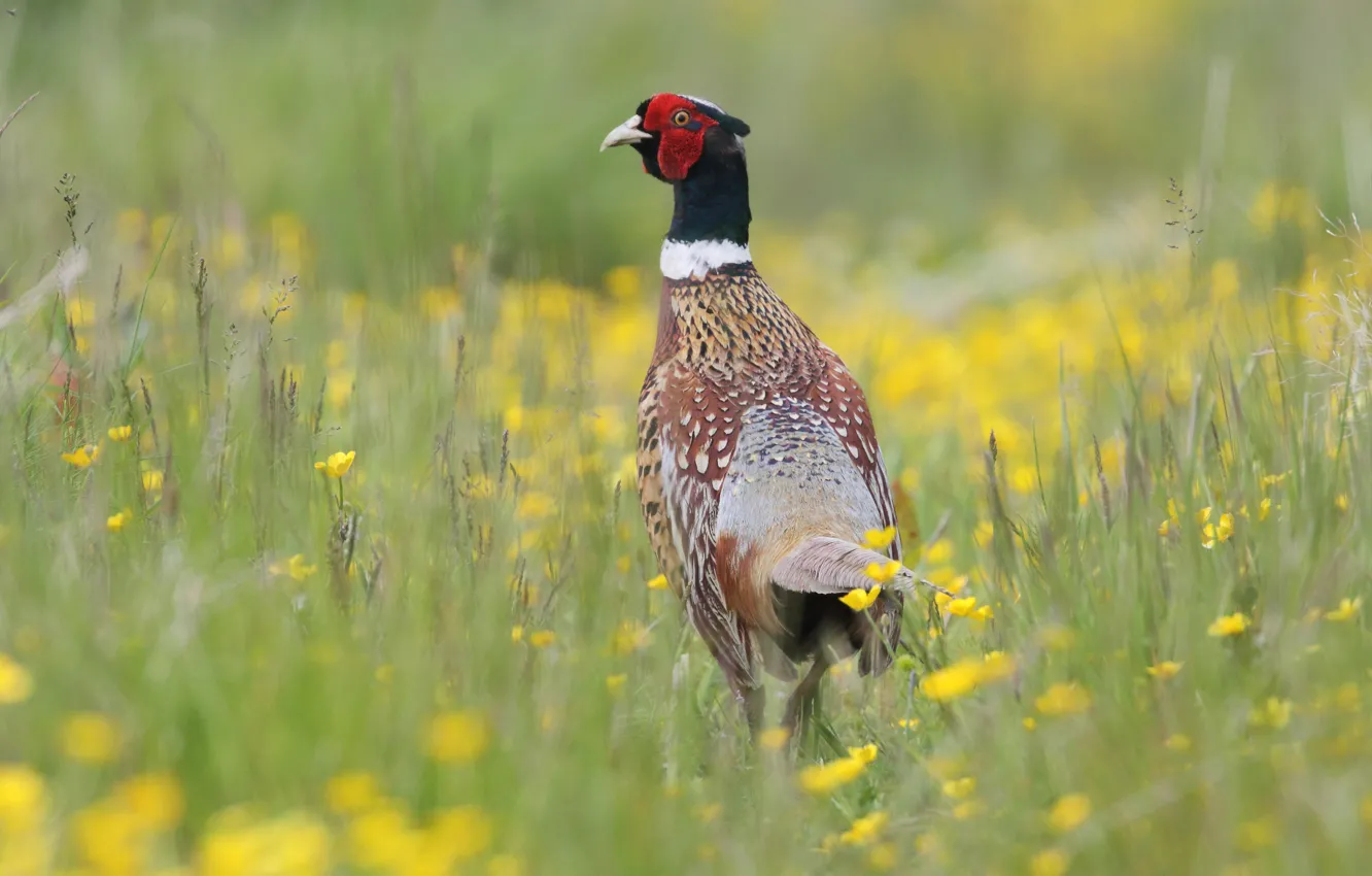 Photo wallpaper summer, grass, flowers, yellow, nature, bird, glade, meadow