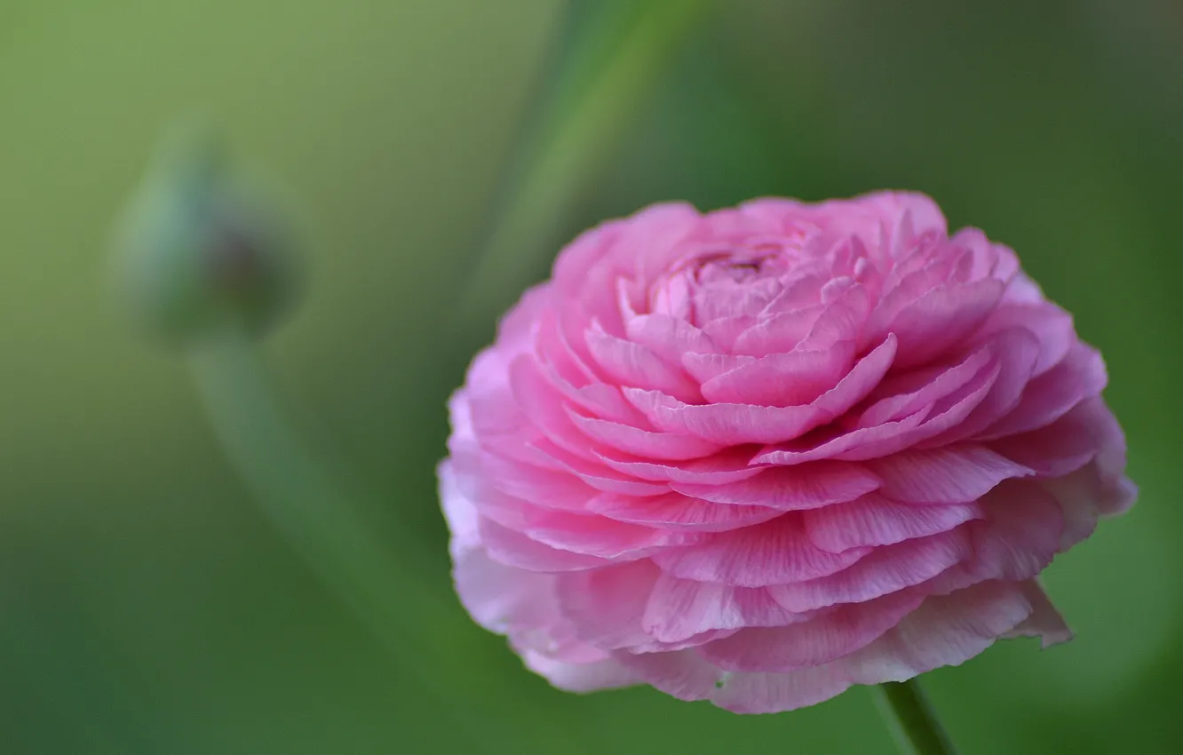 Photo wallpaper macro, buds, Ranunculus