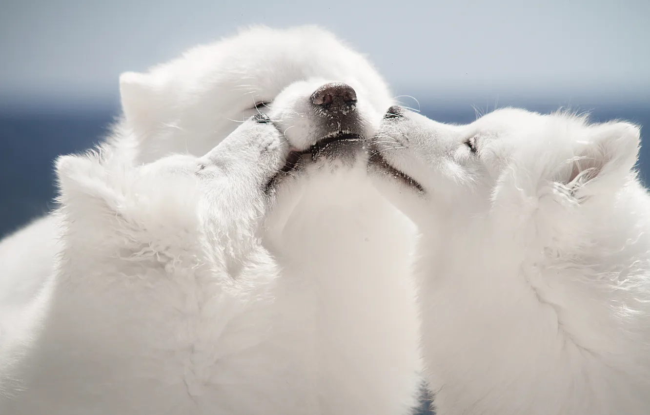 Photo wallpaper kiss, dog, face, trio, Trinity, Samoyed
