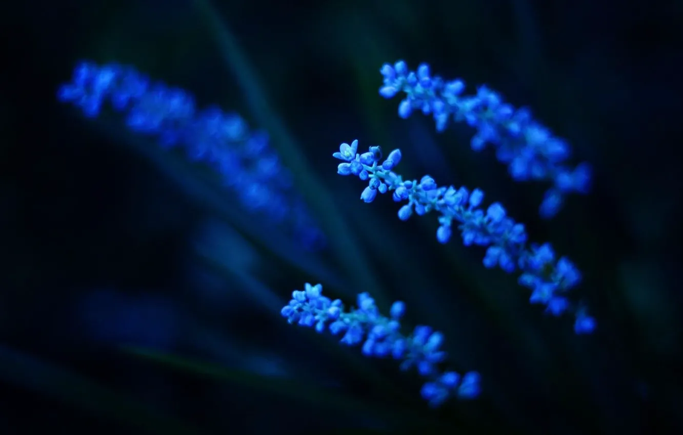 Photo wallpaper lights, blue flowers, night beauty