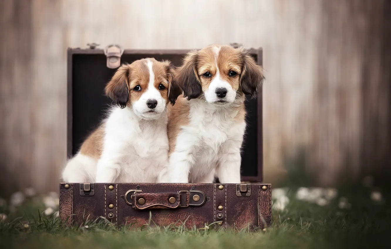 Photo wallpaper dogs, grass, blur, puppies, suitcase, a couple, Kooikerhondje