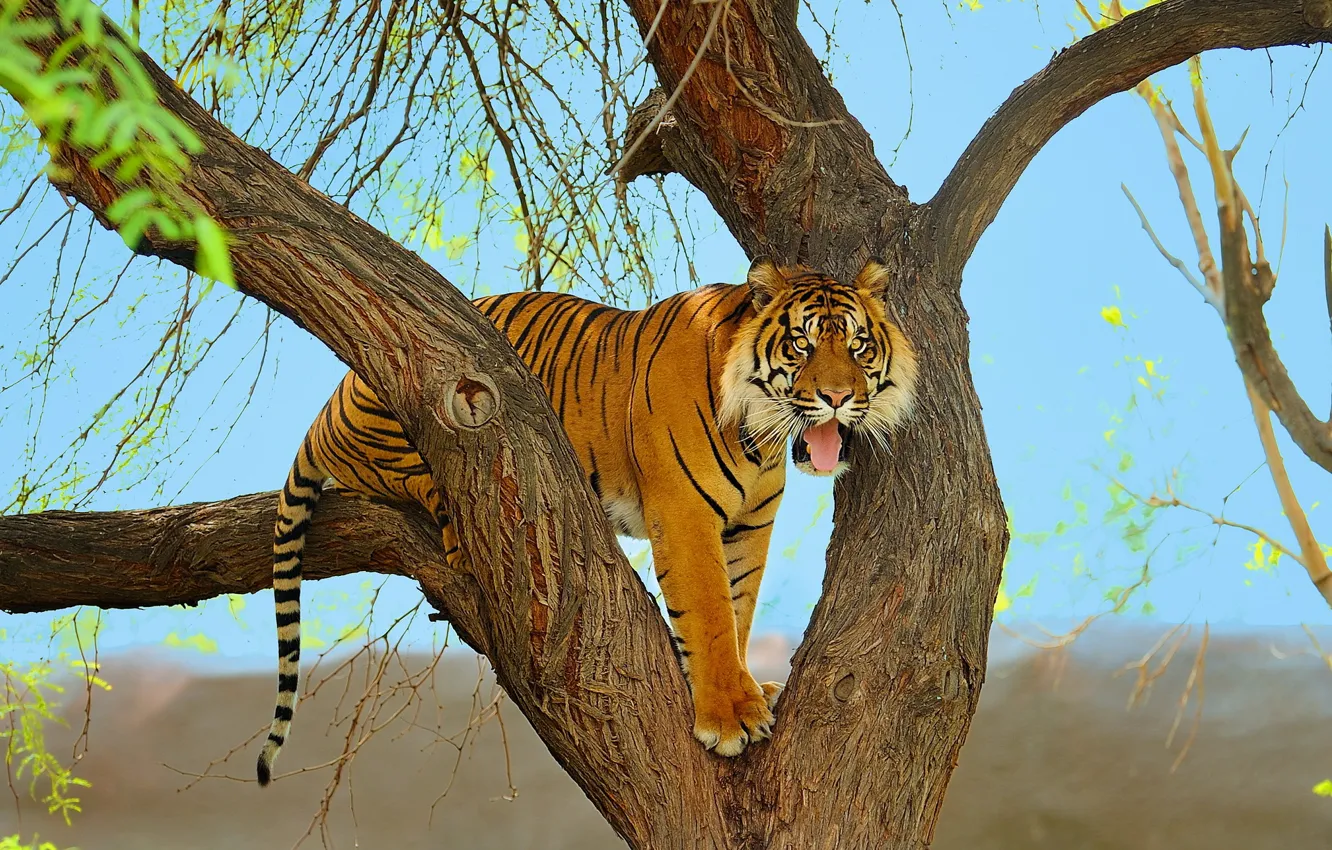 Photo wallpaper face, tiger, tree, predator, Sumatran