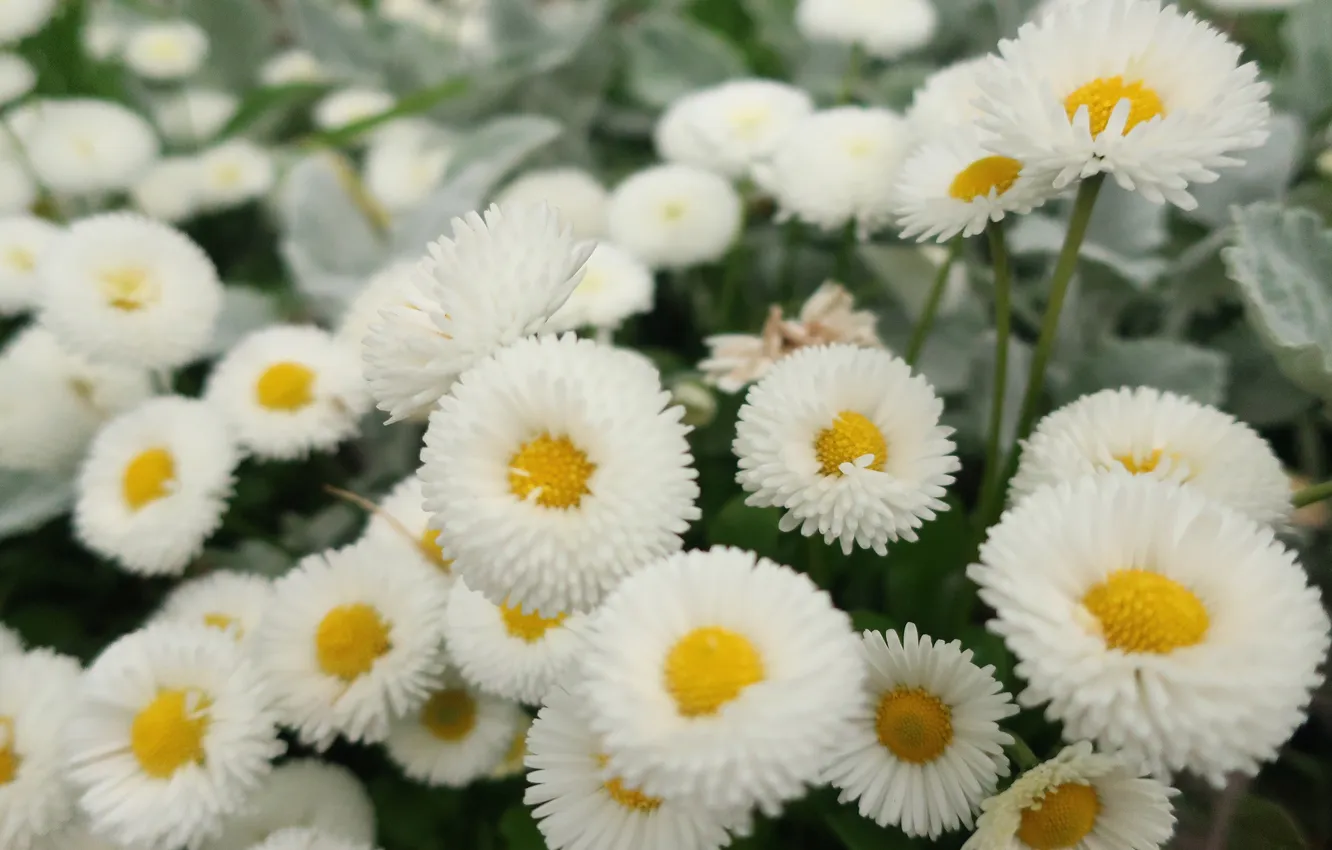 Photo wallpaper flowers, garden, white, flowerbed, blur, Daisy, Terry