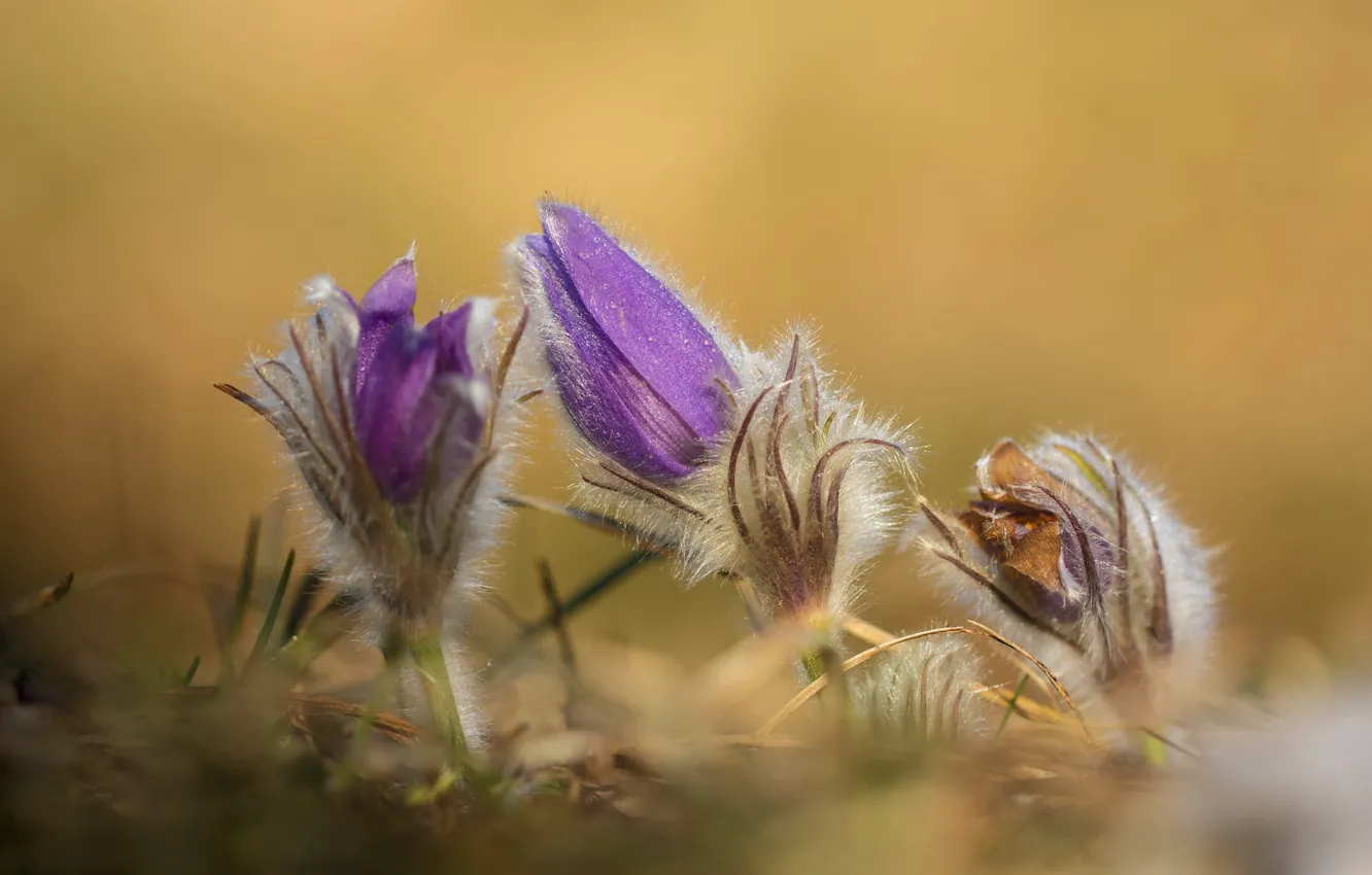 Photo wallpaper drops, macro, flowers, nature, Rosa, glade, blur, spring