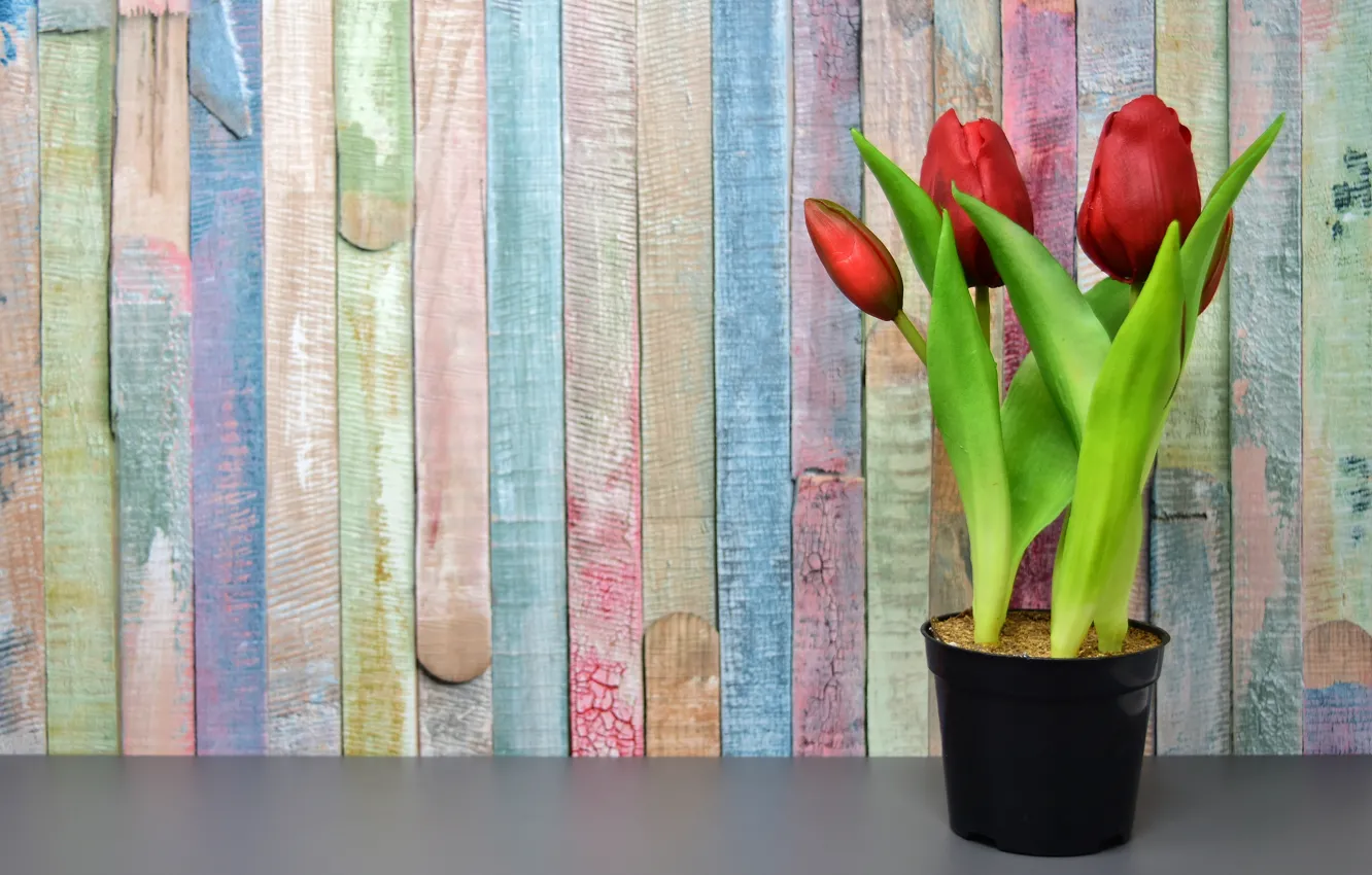 Photo wallpaper flowers, spring, tulips are red