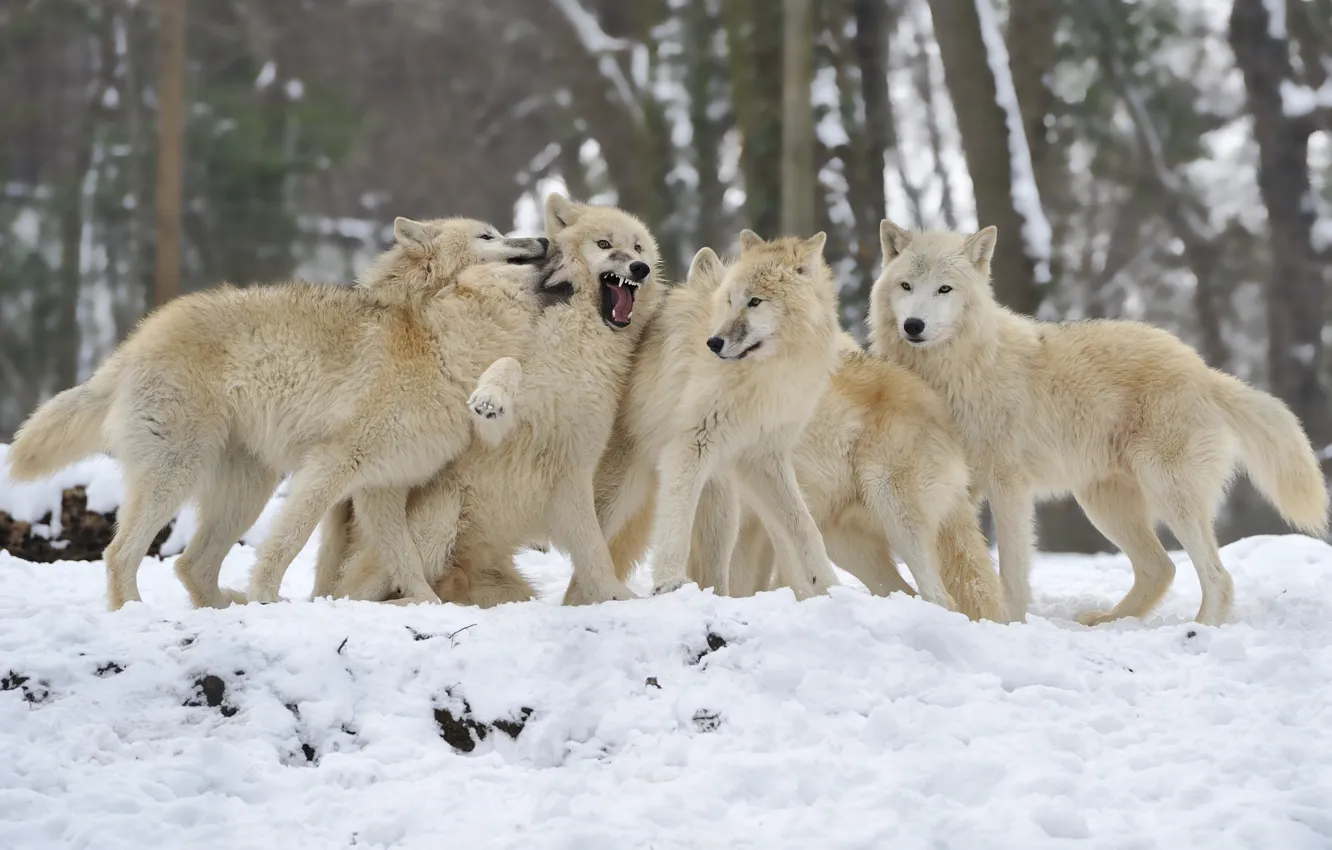 Photo wallpaper winter, snow, pack, wolves