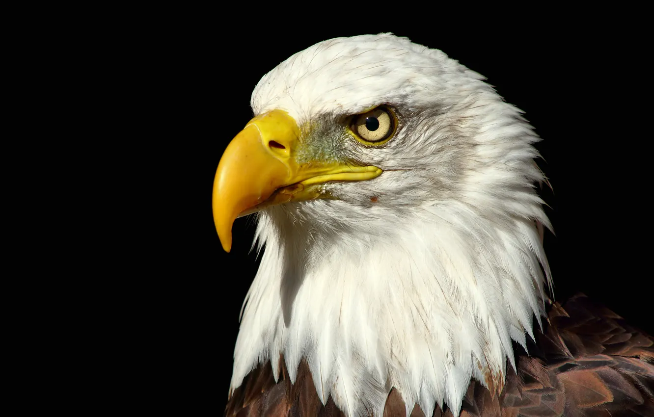 Photo wallpaper look, bird, eagle, bald eagle