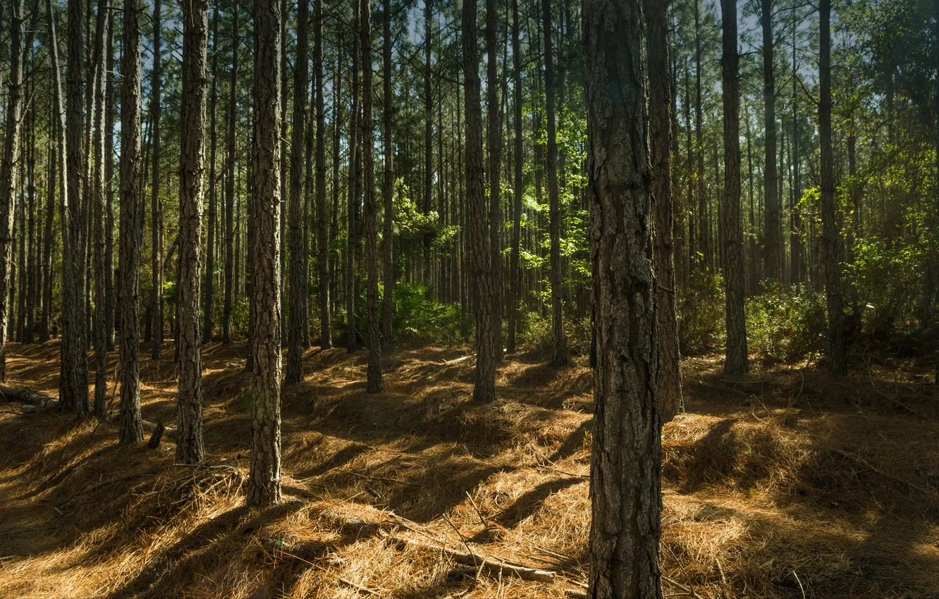 Photo wallpaper forest, trees, apple