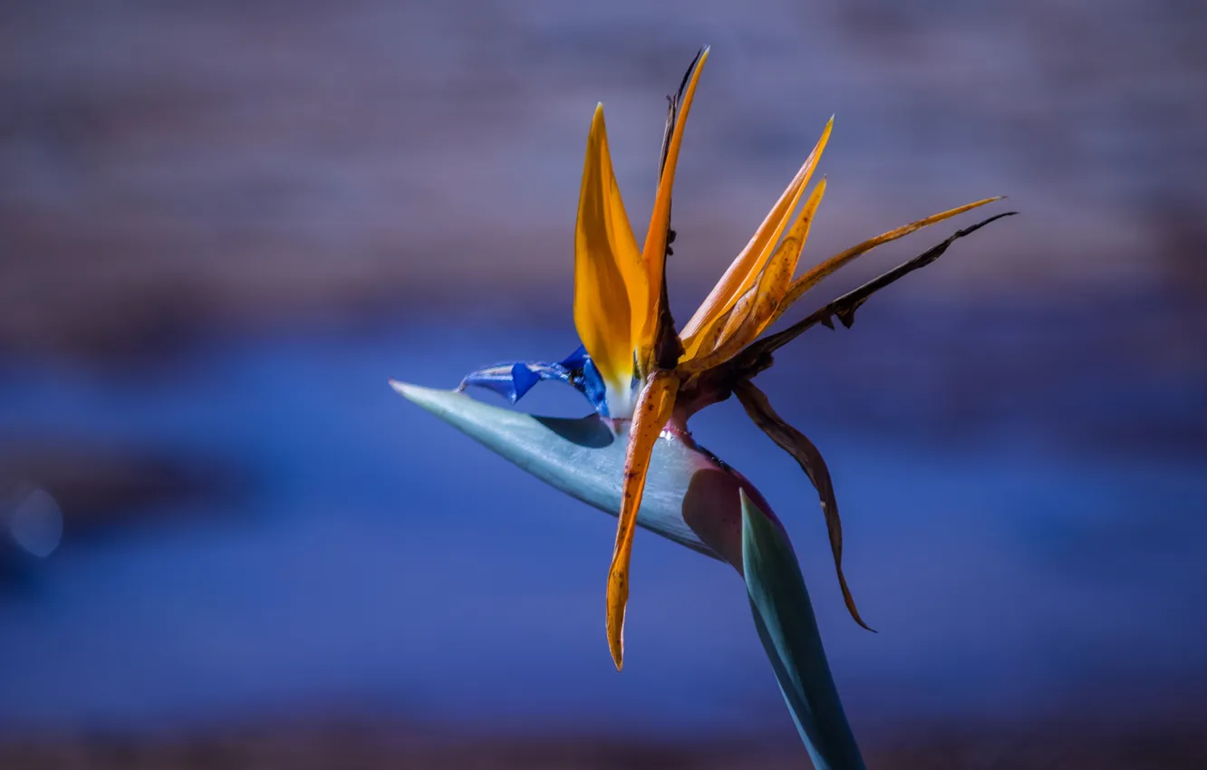 Photo wallpaper leaves, macro, petals, stem, exotic