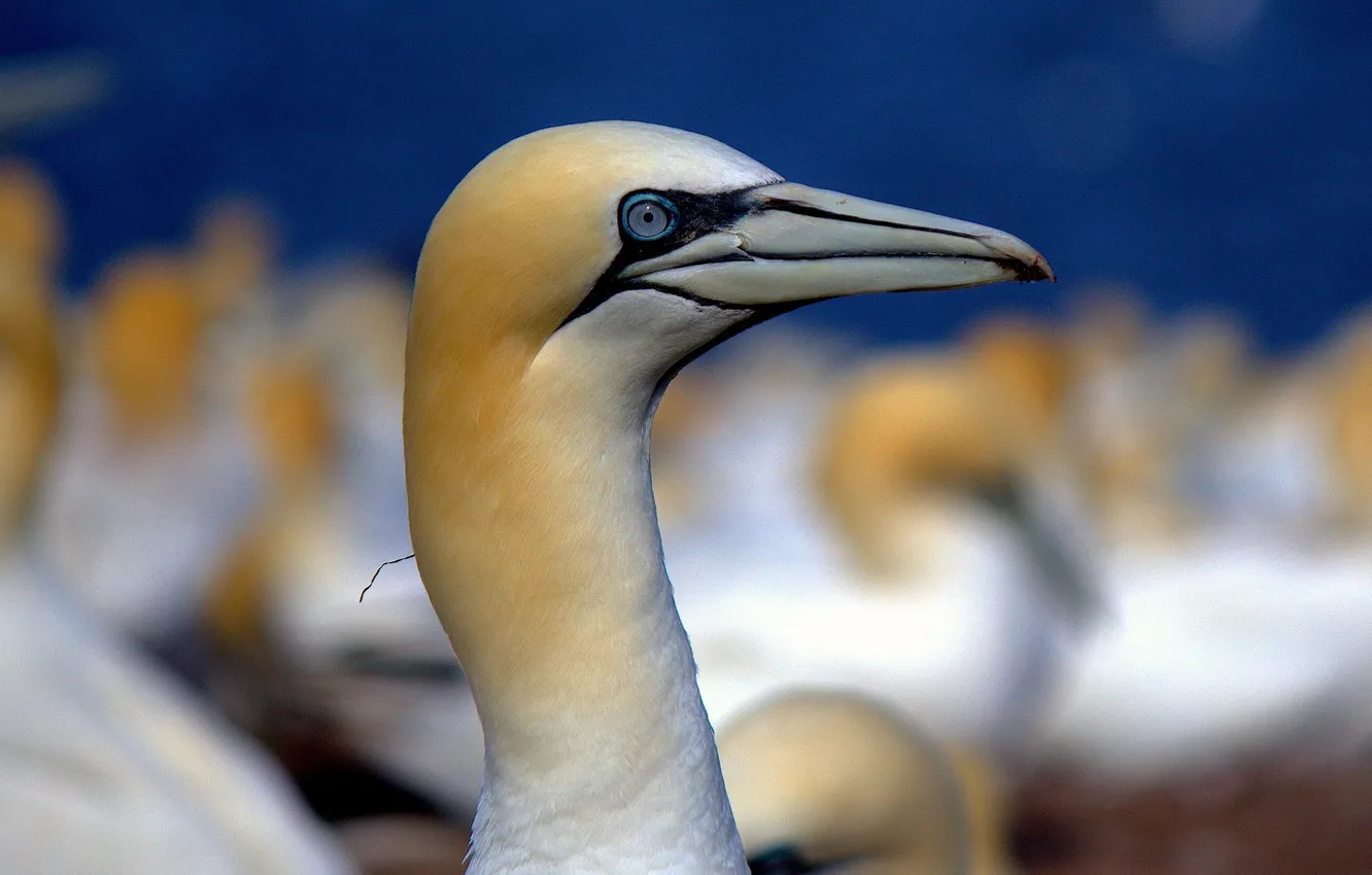 Photo wallpaper bird, beak, neck, Northern Gannet