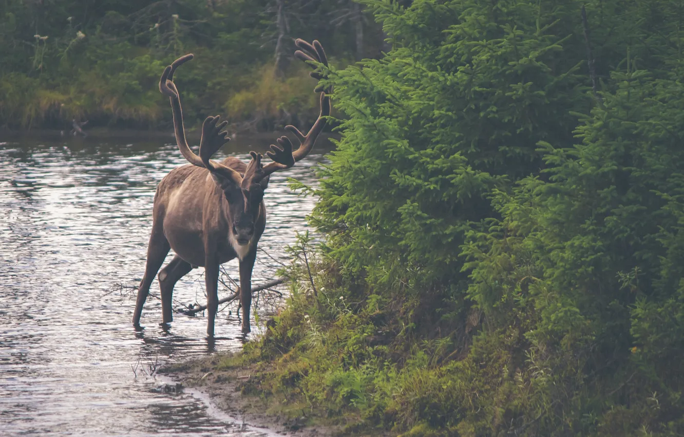 Photo wallpaper forest, trees, lake, deer, horns