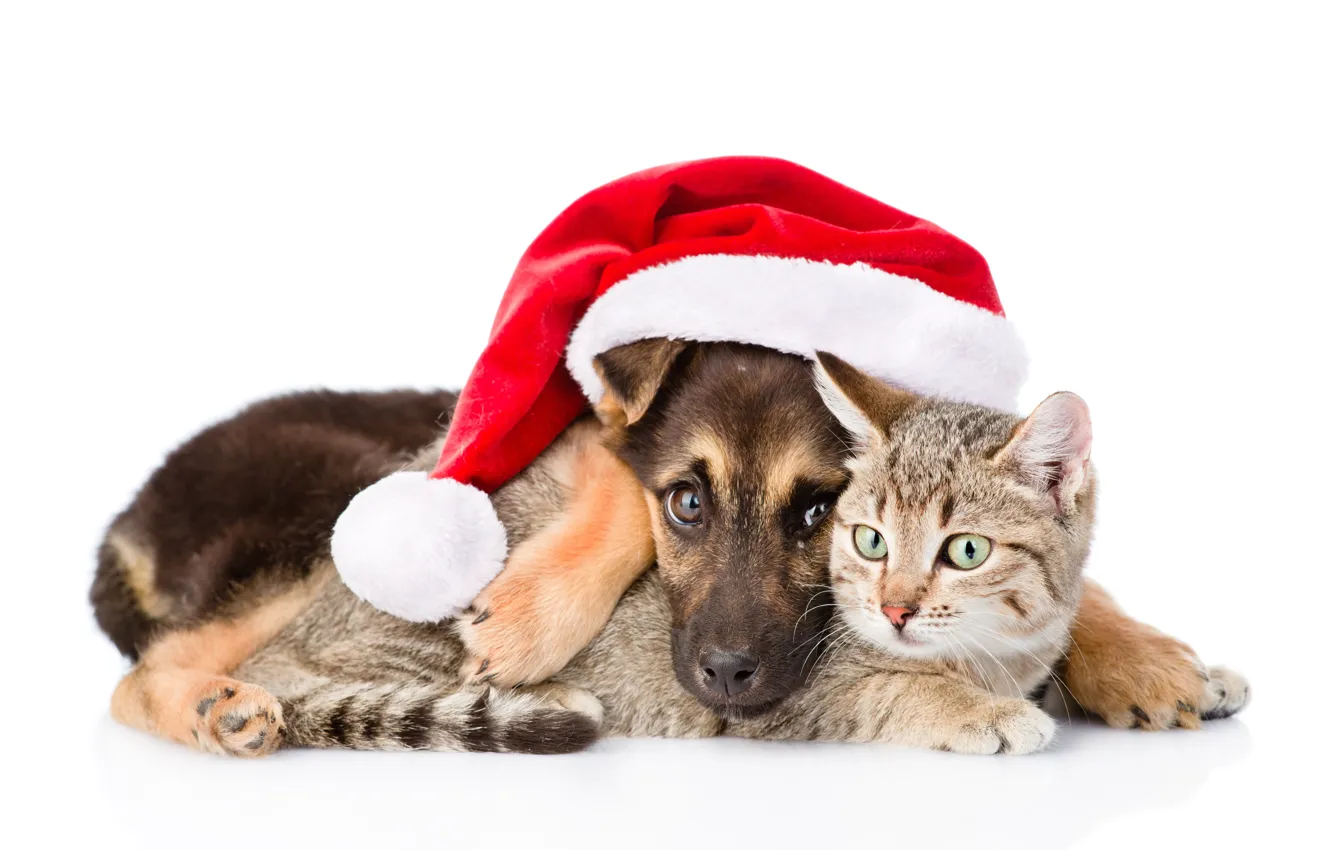 Photo wallpaper cat, dog, New Year, Christmas, Christmas, dog, 2018, Merry Christmas