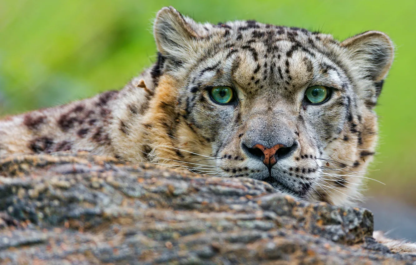 Photo wallpaper cat, eyes, look, face, close-up, green, stones, portrait
