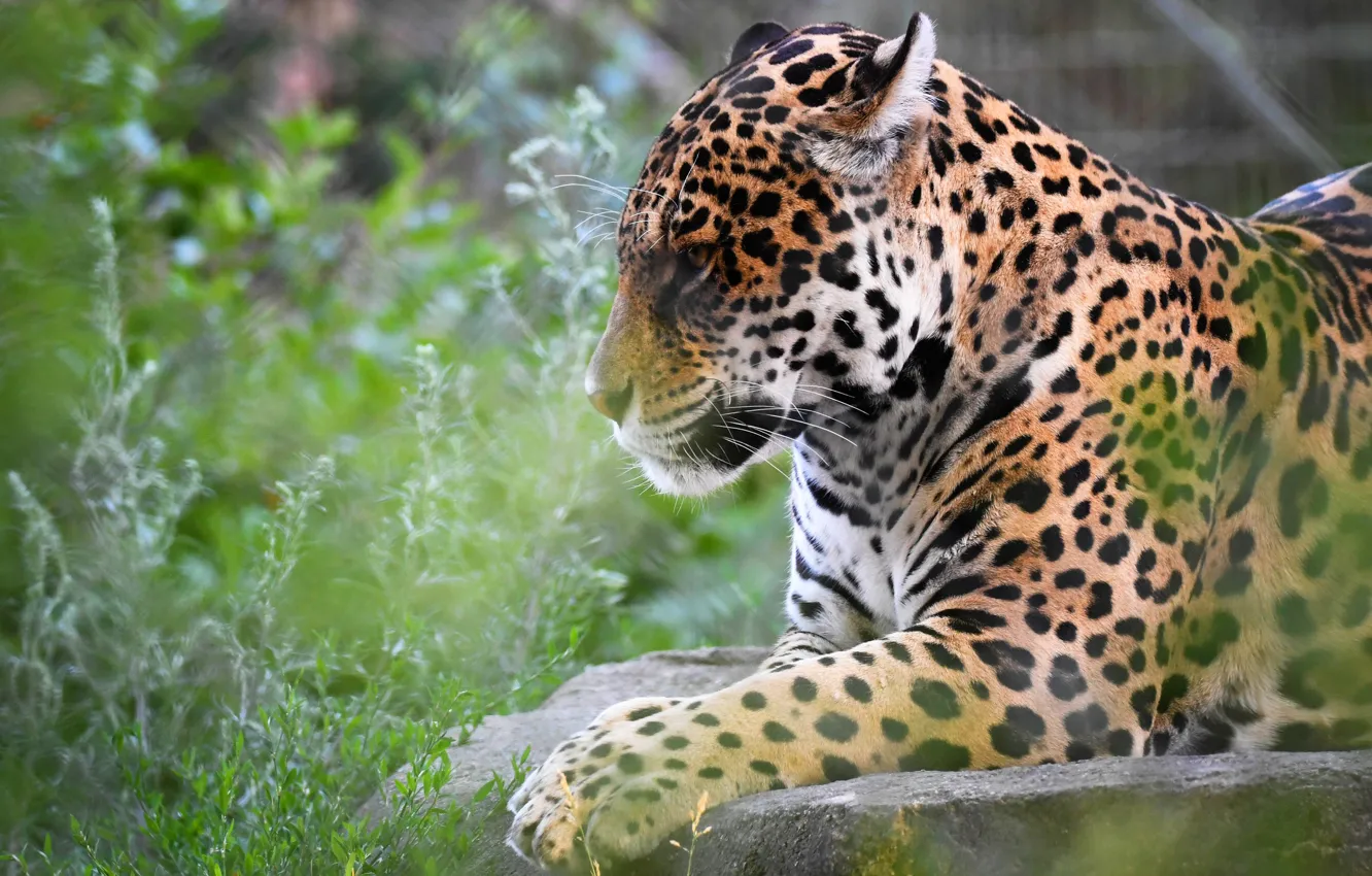 Photo wallpaper face, Jaguar, profile, bokeh