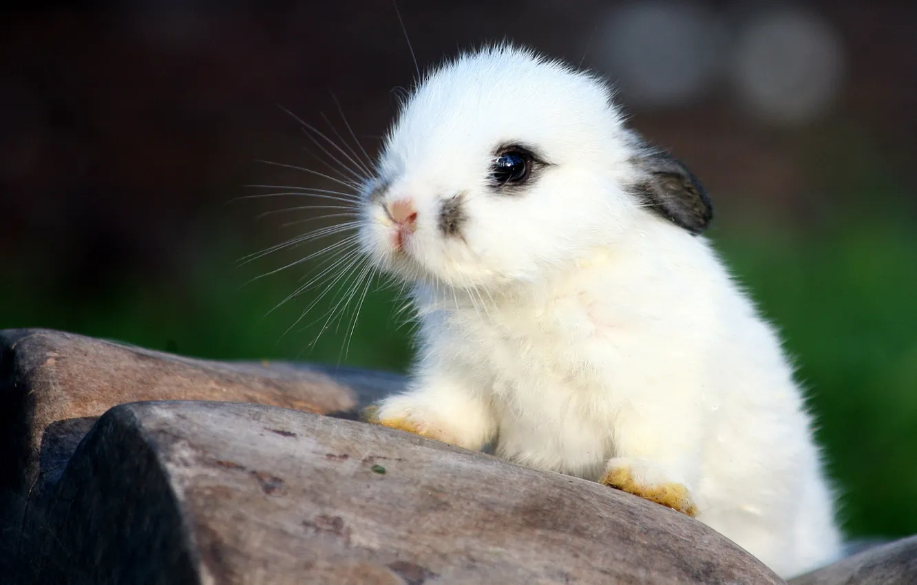 Photo wallpaper white, rabbit, baby, ears, rabbit