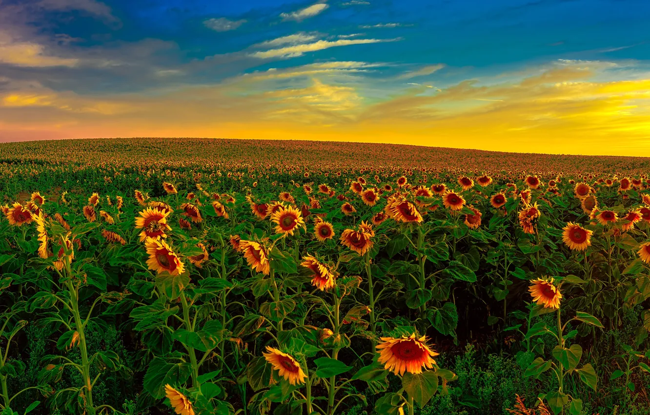 Photo wallpaper field, the sky, clouds, sunflowers, nature