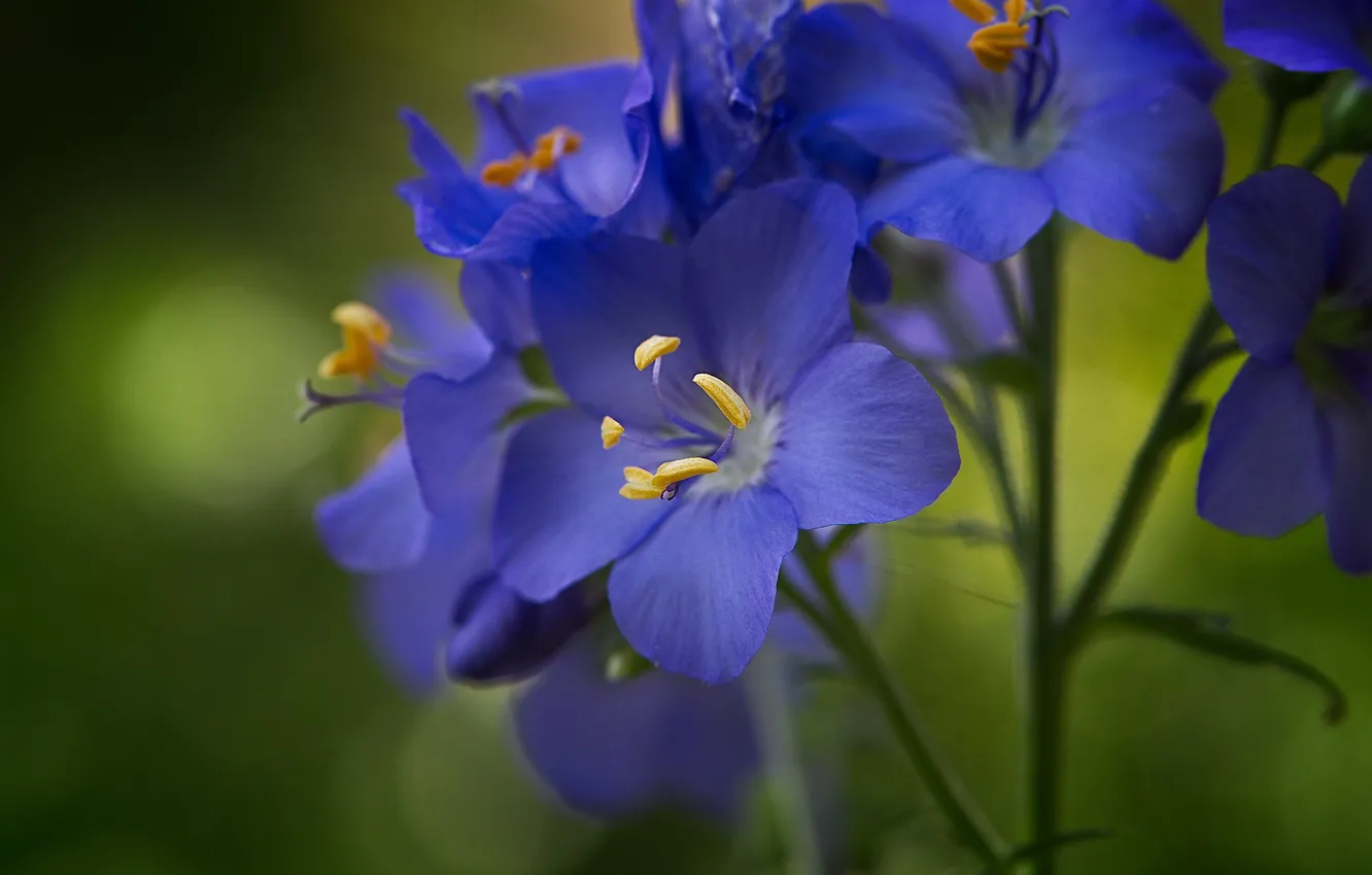 Photo wallpaper macro, petals, cyanosis, Polemonium caeruleum