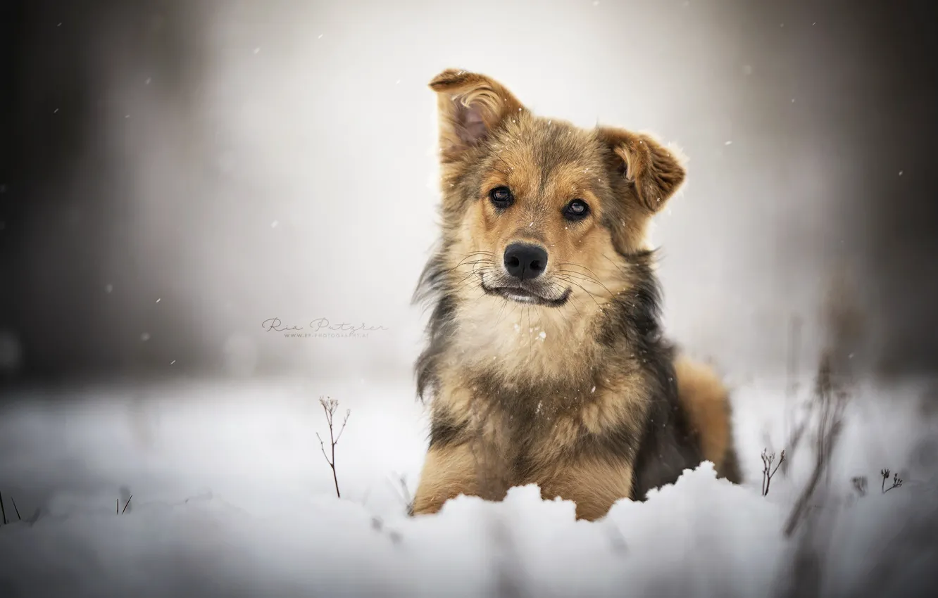 Photo wallpaper winter, each, dog