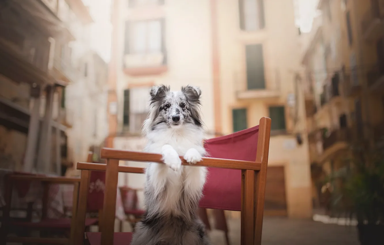 Photo wallpaper dog, chair, spot, bokeh, Sheltie, Shetland Sheepdog