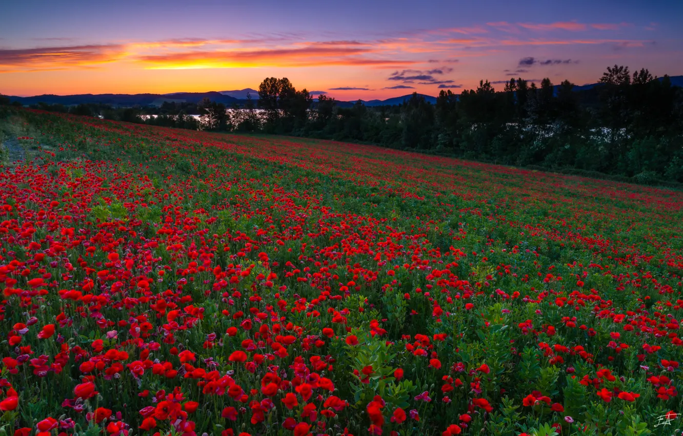 Photo wallpaper field, sunset, flowers, Maki, Spain, Spain, poppy field, Mendijur