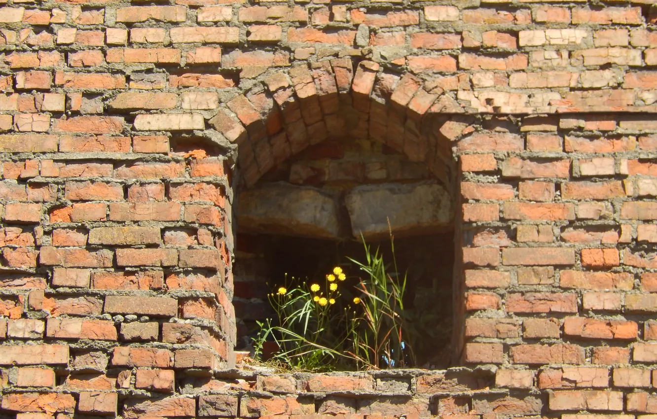 Photo wallpaper flowers, wall, widescreen, Wallpaper, brick, wallpaper, widescreen, background