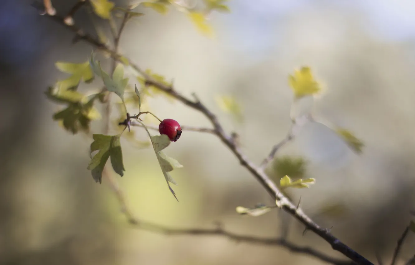 Photo wallpaper leaves, branches, red, berries, fruit