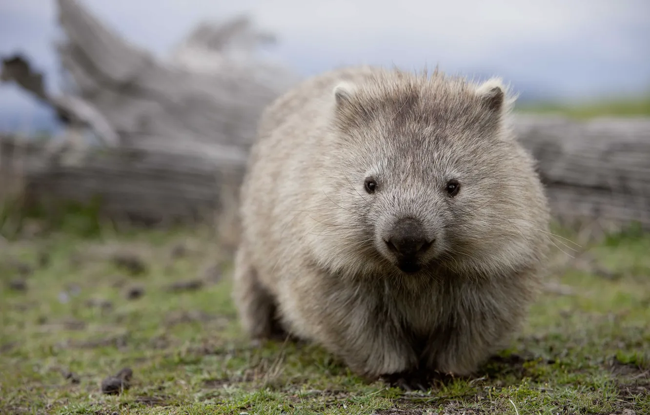 Photo wallpaper Wombat, dvortsovye, ambatovy, Australia, chord, mammals, marsupials