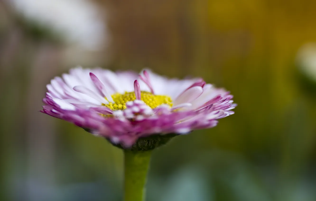 Photo wallpaper macro, flowers, plant, petals