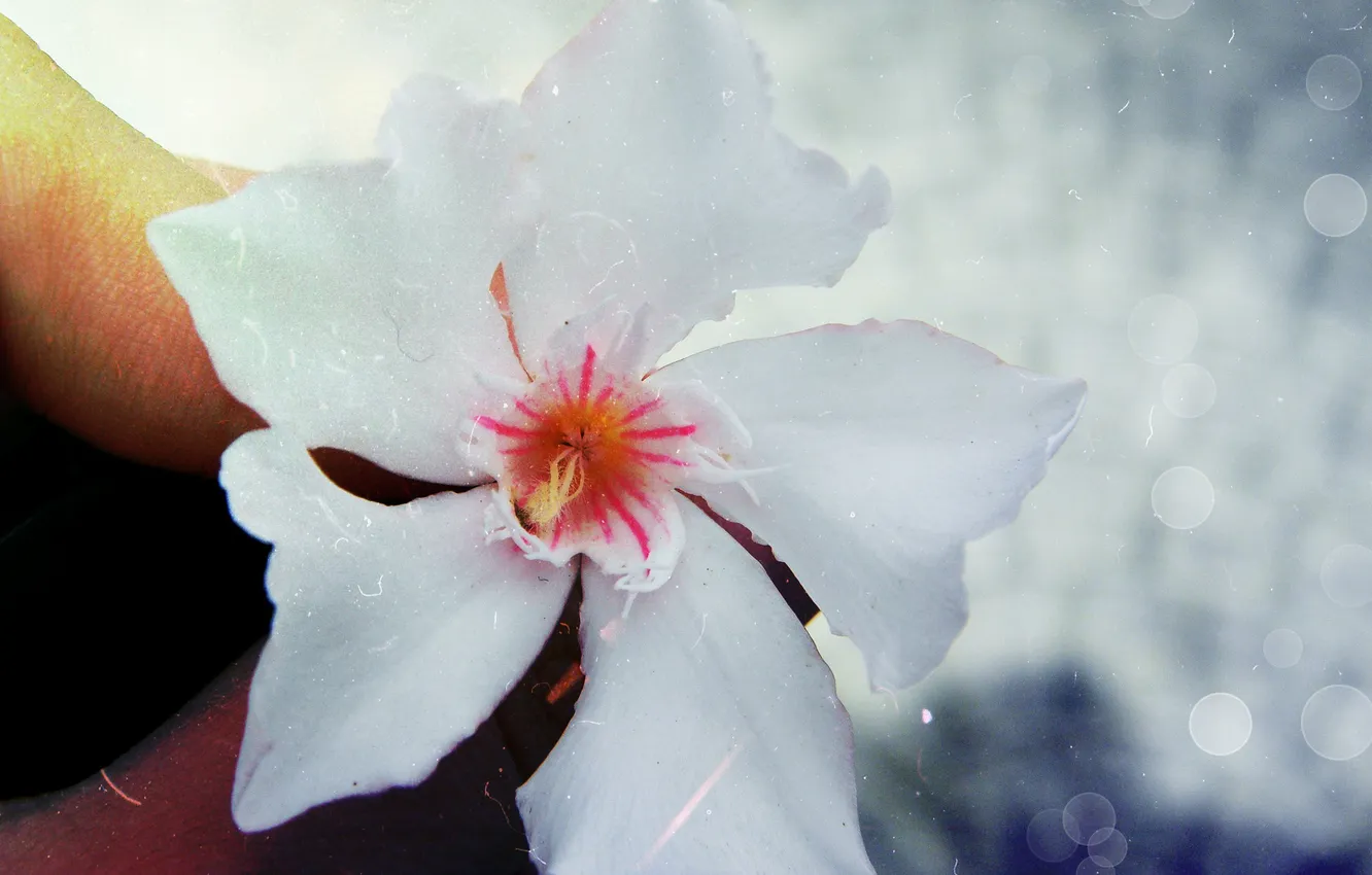Photo wallpaper flower, background, hand