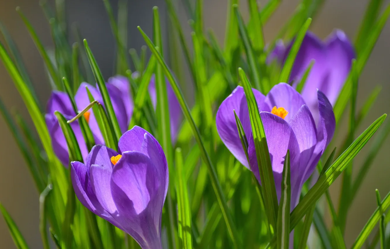 Photo wallpaper purple, grass, flowers, nature, crocuses, Sunny