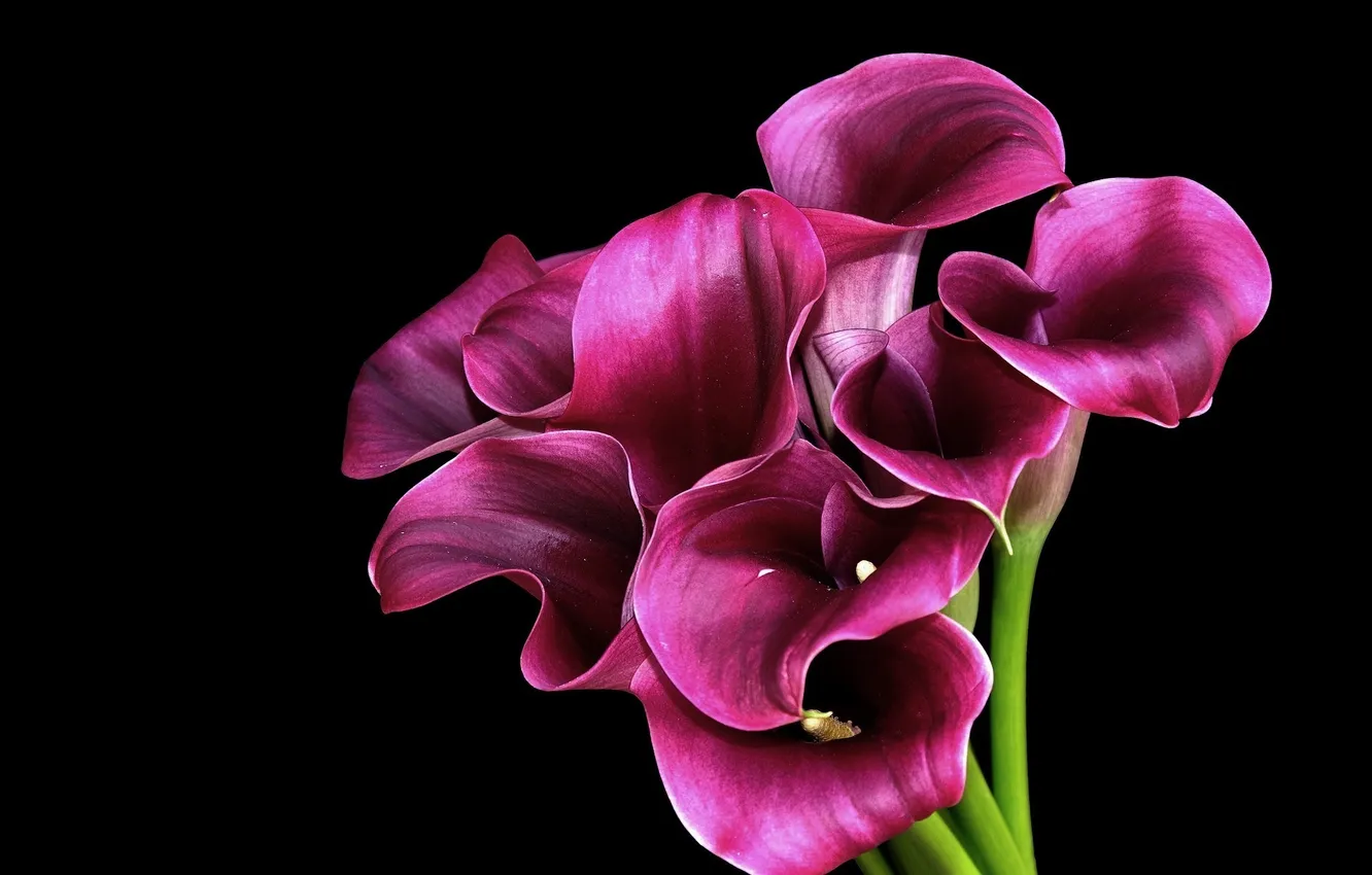 Photo wallpaper flowers, petals, Calla lilies