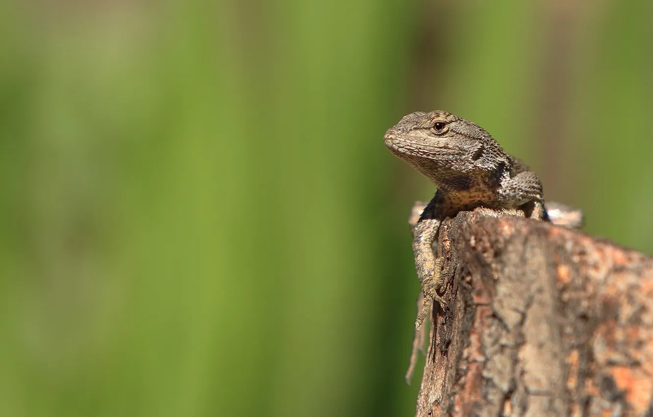 Photo wallpaper greens, stones, focus, lizard, reptile