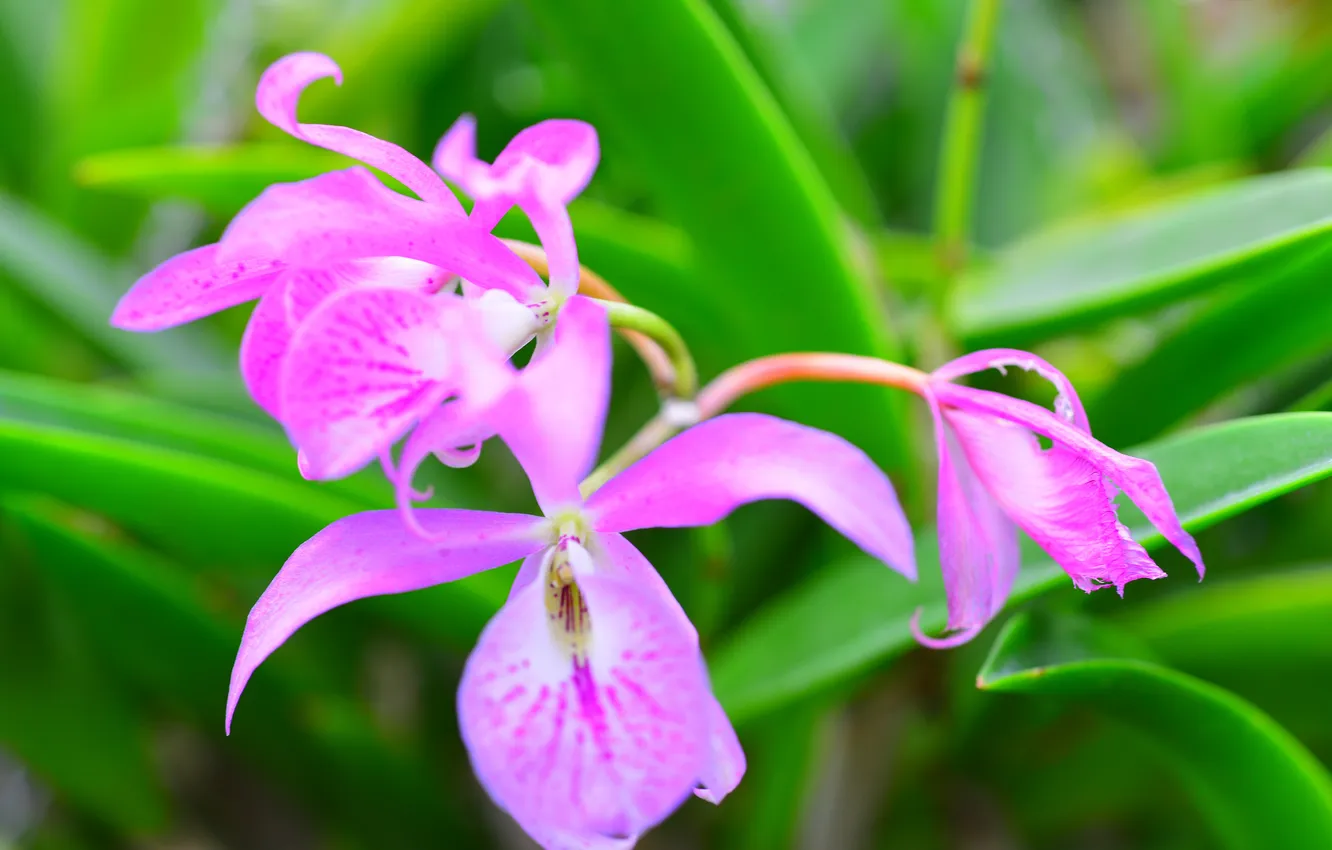 Photo wallpaper leaves, macro, nature, plant, petals, Orchid