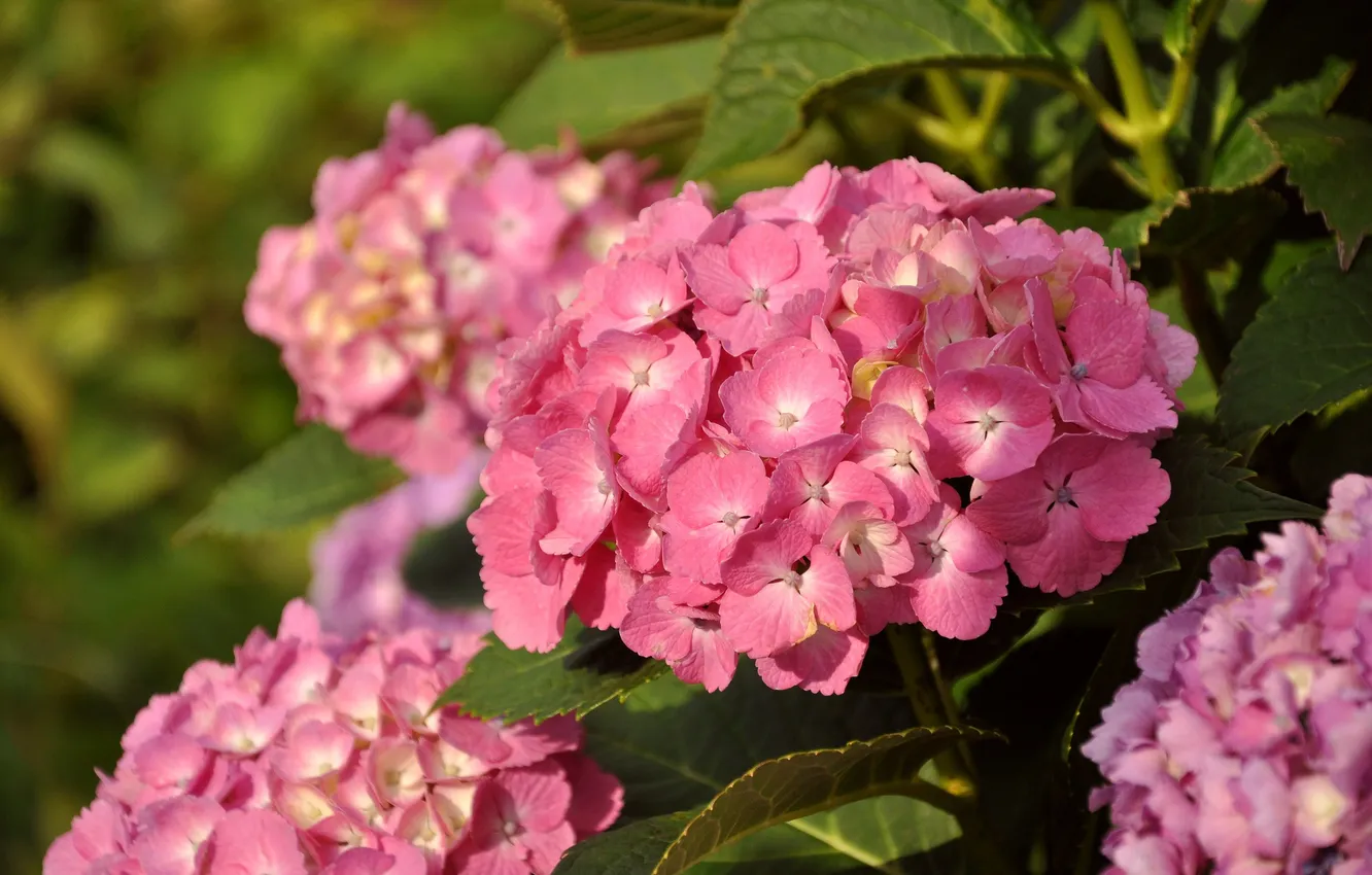 Photo wallpaper flowers, nature, hydrangea