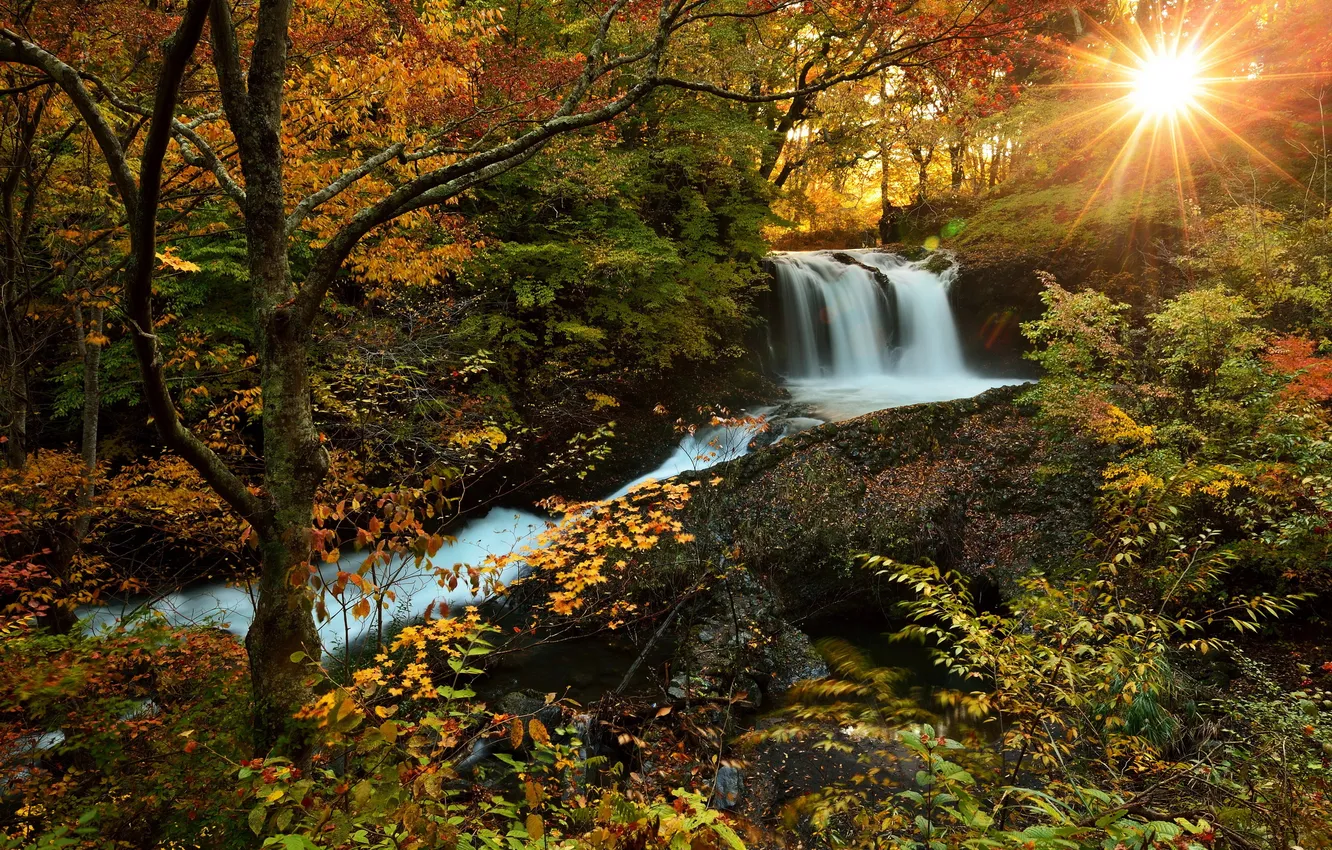 Photo wallpaper autumn, forest, the sun, nature, photo, waterfall